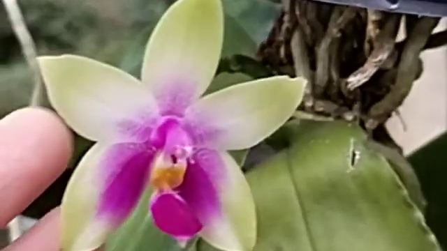 Phalaenopsis bellina смотреть онлайн