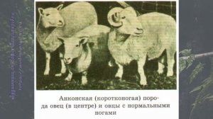 Биология 11 кл Теремов §4 Эволюция культурных форм организмов по Дарвину