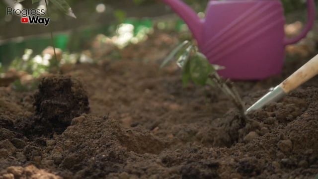 Чайная Ложка Заменит Навоз И Все Удобрения В Огороде, Добавляю Это В Почву! смотреть онлайн