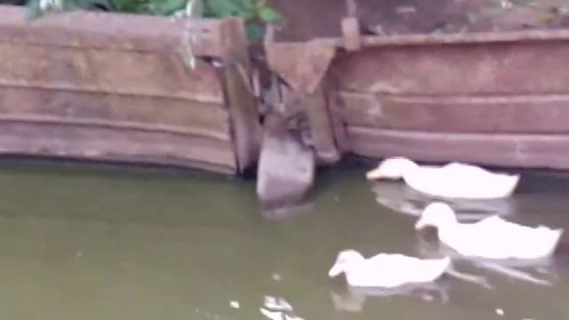 Пекинские утки, индоутки и подсадные утки! смотреть онлайн