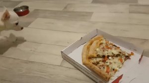 Как собаки пиццу ели.