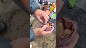 Как правильно кушать морского ежа!!!