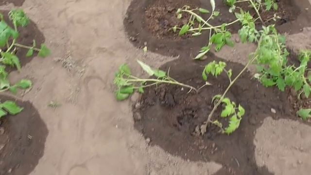 Стоит ли высаживать томаты в открытый грунт в жару? Или подождать? Ольга Чернова. смотреть онлайн