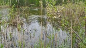 Как квакает лягушка видео ☁ Лягушка в воде квакает