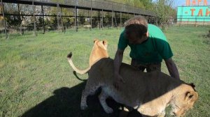 Молодой прайд  гоняет матерого льва Гека по саванне ! Тайган .Крым