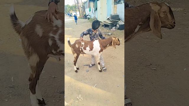 Bakra bakra #video#viral#reels#explore#reelsinstagram#explorepage#like#trending#like4like #like