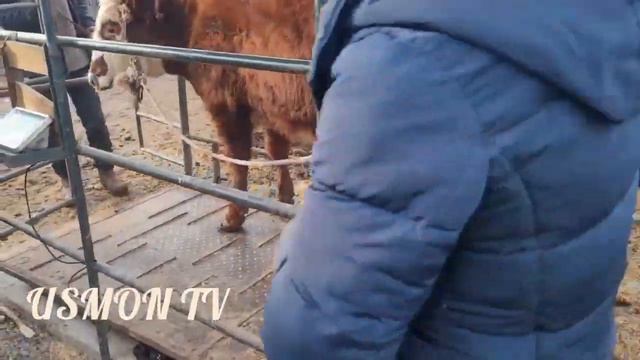 МОЛБОЗОРИ ДУШАНБЕ: ЛЕНИНСКИЙ РАЙОН. @usmontv8342  @akbaralishukurov6097