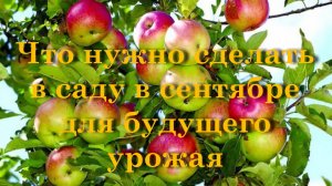 Что нужно сделать в саду в сентябре для будущего урожая