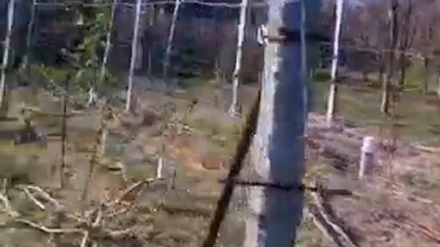 Плодоношение хурмы и укрытие винограда на арке смотреть онлайн