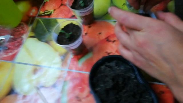 эвкалипт лимонный озон из семян. всходы. прошло 2 недели. часть 2