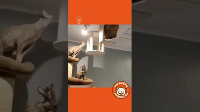 Продолжение космической одиссеи в одном отдельно взятом котодроме)