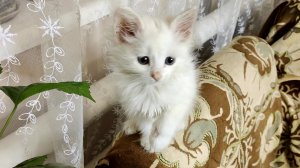 Это я, когда я был маленький. Забавный котенок.