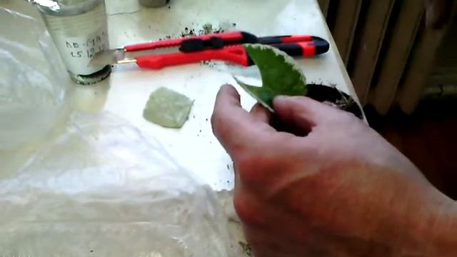 Посадка фиалок ЛЕ МАЧО И ЛЕ ОКСАНА  Взял на выстовке смотреть онлайн