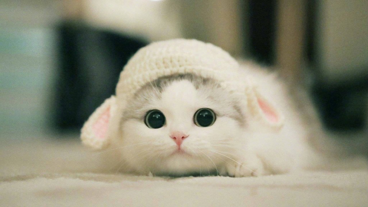 Милые и забавные котики 😹 Самые милые животные 2024 😹 #1