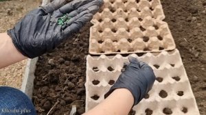 Удобный способ посева редиса в яичные лотки
