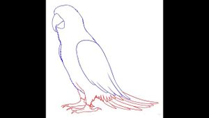 Как нарисовать ПОПУГАЯ? (усложнённый вариант)