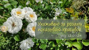 Обрезаю и кормлю розы, зацветают следующие лилейники | Vlog Дача как есть 12.07.2024