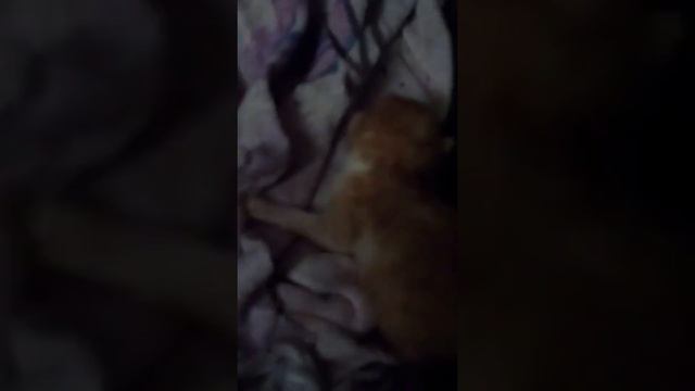 У моей кошки родился котёночек Феликс смотреть онлайн