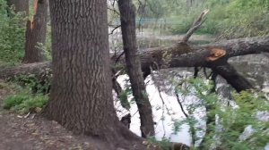 Донецкая обл. Великоанадольский лес 3 мая 2020 г.