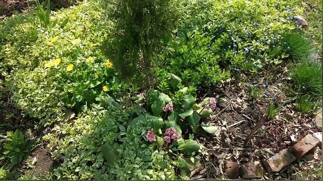 Американский клён.Как от него избавиться ?/Weeds control смотреть онлайн