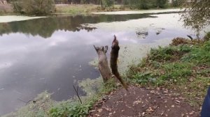 Как быстро поймали окуней на поплавок осенью. Рыбалка на окуней и ершей осенью.