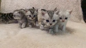 Вислоухие котята