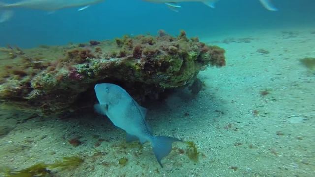 Ledges Grey Trigger 10 Sec смотреть онлайн