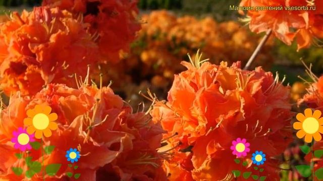 Азалия гибридная Мандарин Лигхтс. Краткий обзор, описание характеристик azalea Mandarin Lights смотреть онлайн