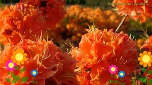 Азалия гибридная Мандарин Лигхтс. Краткий обзор, описание характеристик azalea Mandarin Lights