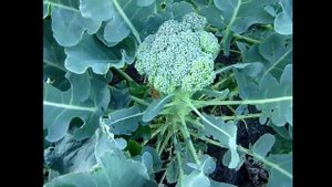 КАПУСТА.Тонкости выращивания. Капуста брокколи и брюссельская, когда срезать