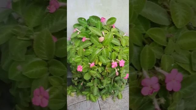 പച്ചപ്പിൽ പൂത്തുനിൽക്കുന്ന pink പൂക്കളുള്ള plant