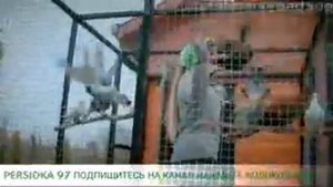 Ишки ман мано нашкан ерони