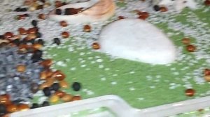 Муравьи- малютки. Появление малышей.