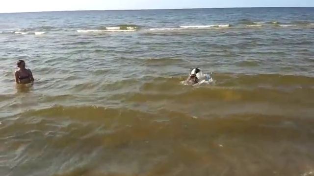 Бультерьер и море