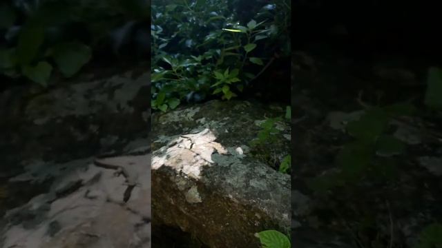 Крымские ящерицы. В солнечное время можно встретить до 50 штук смотреть онлайн