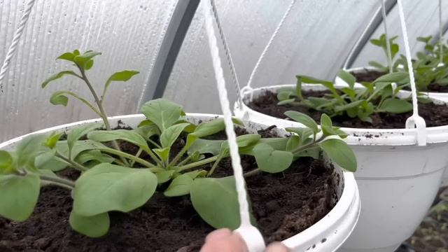 Обзор рассады в теплице. Март 2023. смотреть онлайн