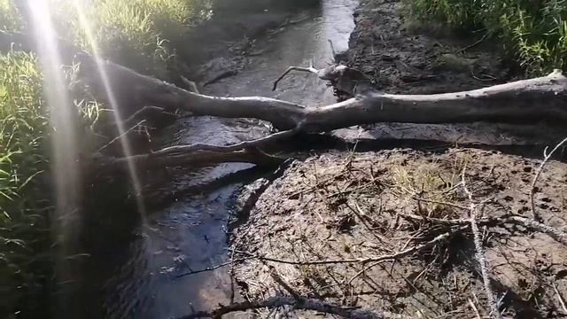 Идем проверять ловушки смотреть онлайн