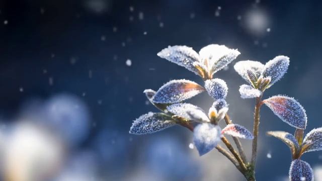 Зимний сон Л.Насанбуян С.Гантогоо смотреть онлайн