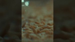 ПАСТА ТРИБУЛУС МАКУН/ПОЛЕЗНЫЕ СВОЙСТВА