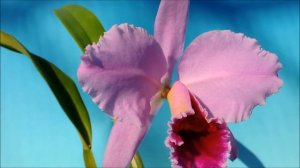 Cattleya percivaliana'Mayumi'  BM/JOGA   (orchid)