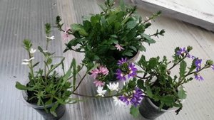 Сцевола- делаем первые выводы. Плюсы и минусы?