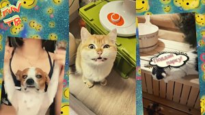 Подборка позитивных видео приколов из интернета | # 17