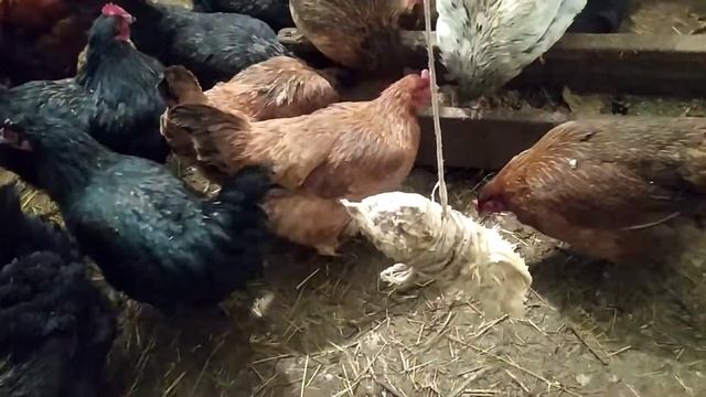 Чем кормим коров зимой. Вечерняя дойка и кормление коров смотреть онлайн