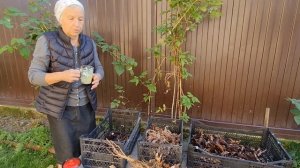 Лекарственная растения - корни -  девясил, окопник, лопух, хрен, марьин корень и их применение.