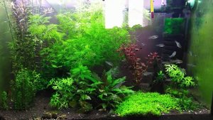 Сомики пигмеи (Corydoras pygmaeus)
