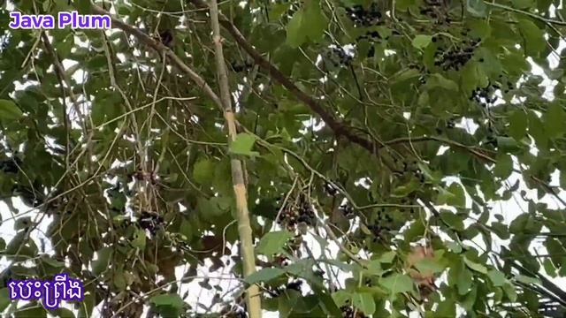 How we collect java plum! របៀបប្រមូលផលព្រីង- Vichheka SOK смотреть онлайн