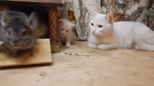 Реакция шиншиллл на котят и котят на шиншилл