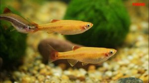 Мирные стайные аквариумные рыбки ТОП 5