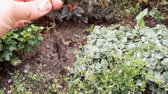 БАКОПА. Как сохранить бакопу зимой в условиях квартиры смотреть онлайн