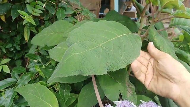 Гортензия шершавая (саржента) смотреть онлайн